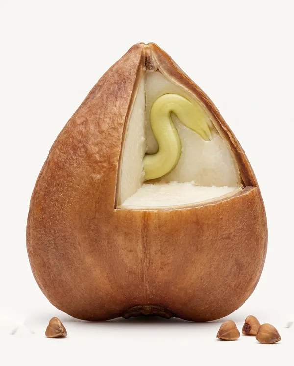 Grano de trigo sarraceno en corte: cubierta, germen y endospermo
